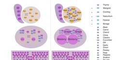 Polydome crop clusters