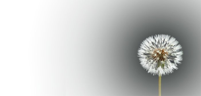 The Dandelion Project